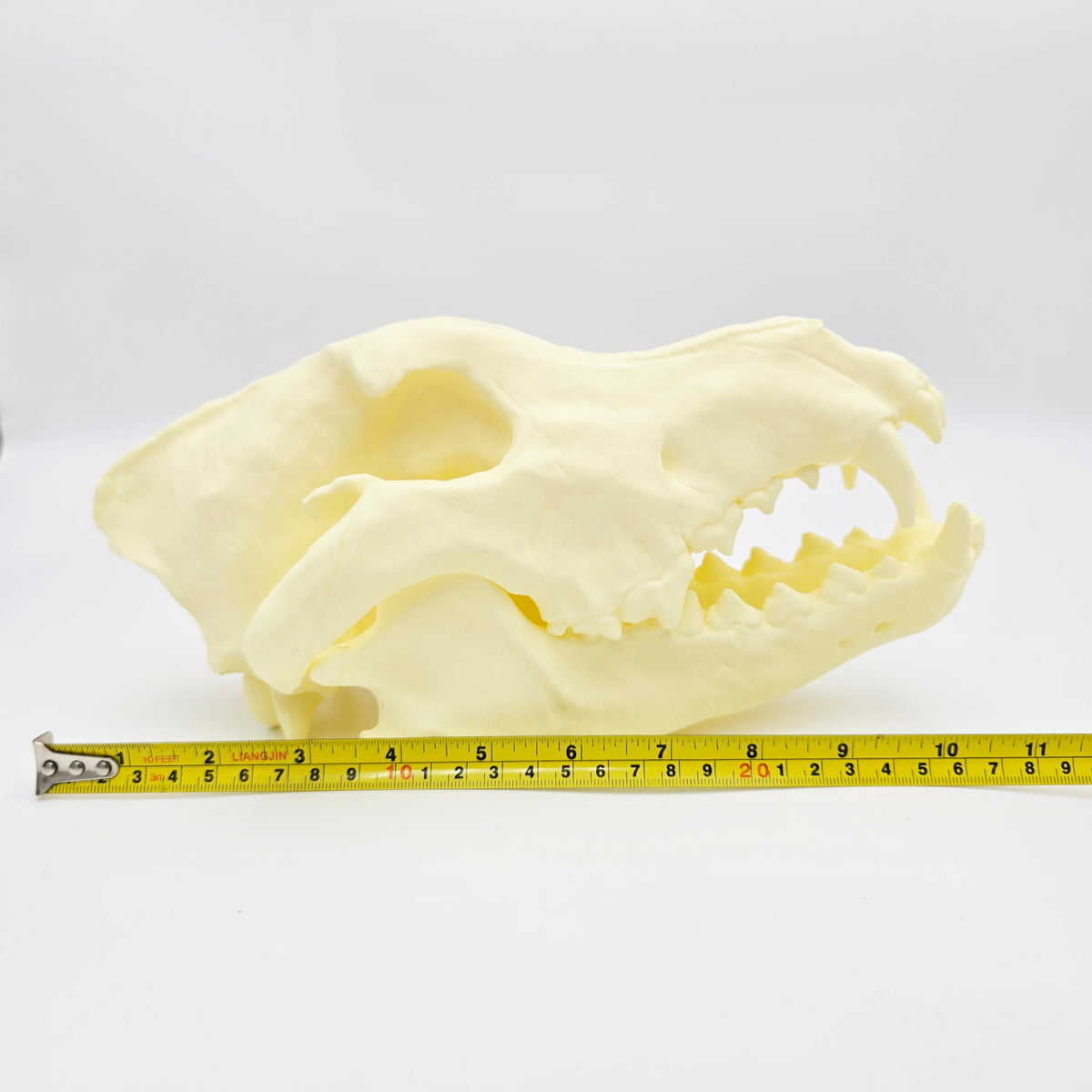 Siberian Grey Wolf Skull Life Sized Replica
