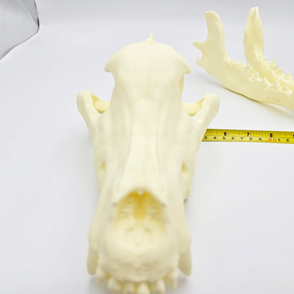 Siberian Grey Wolf Skull Life Sized Replica