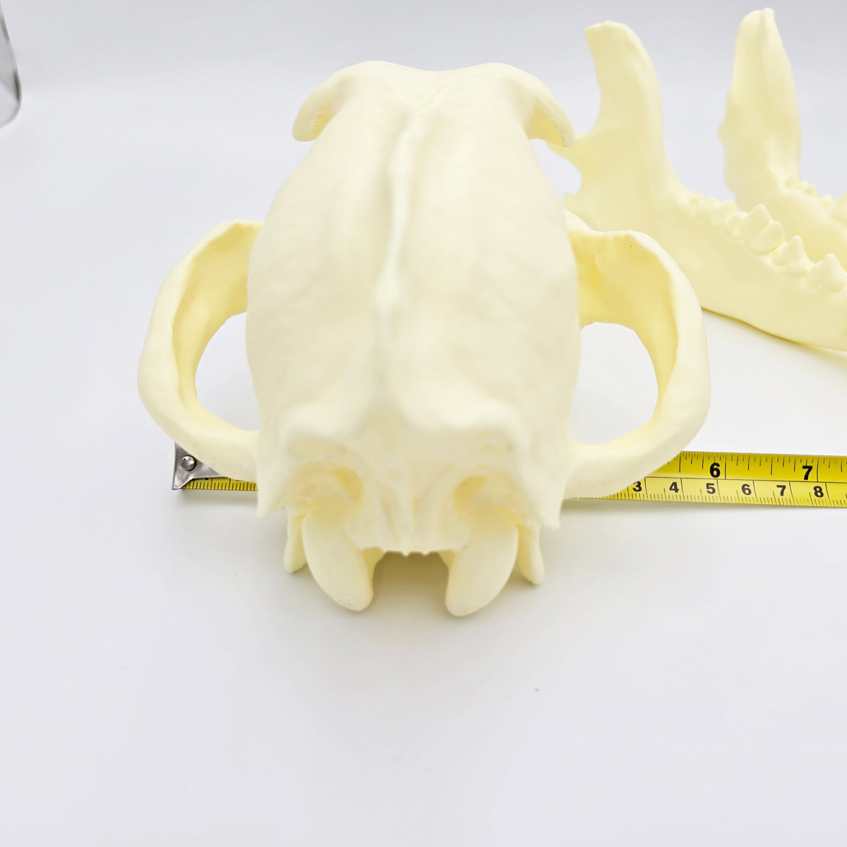 Siberian Grey Wolf Skull Life Sized Replica