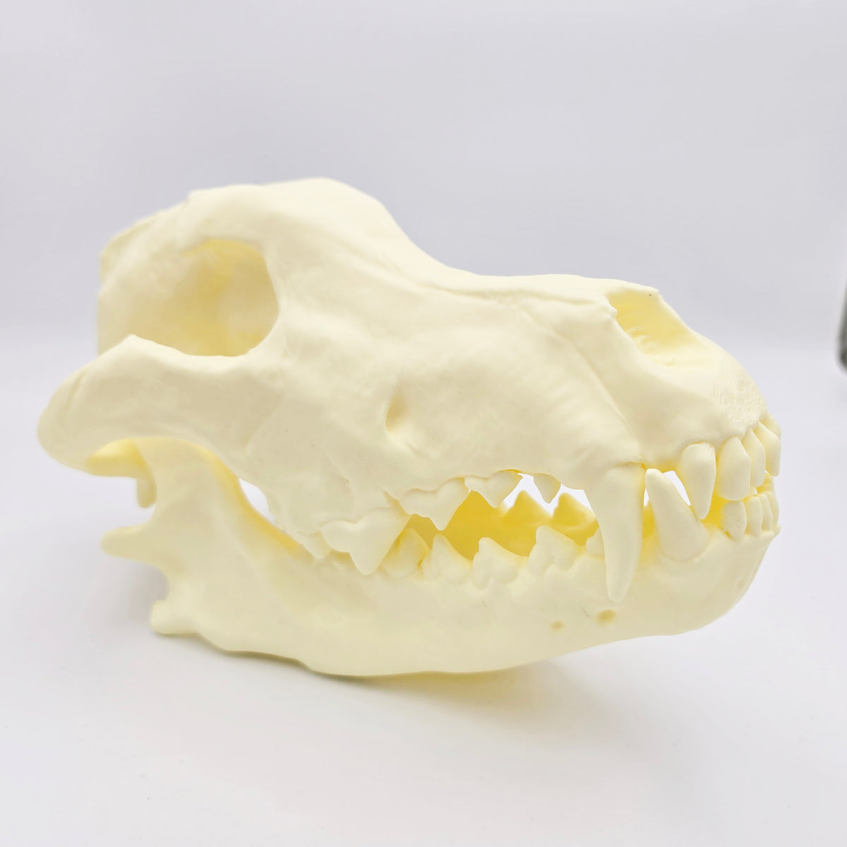 Siberian Grey Wolf Skull Life Sized Replica