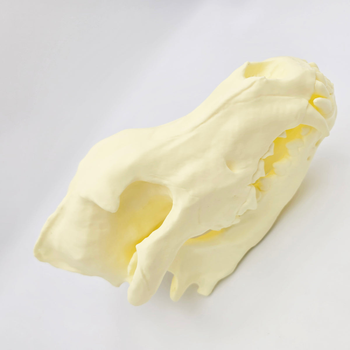 Siberian Grey Wolf Skull Life Sized Replica