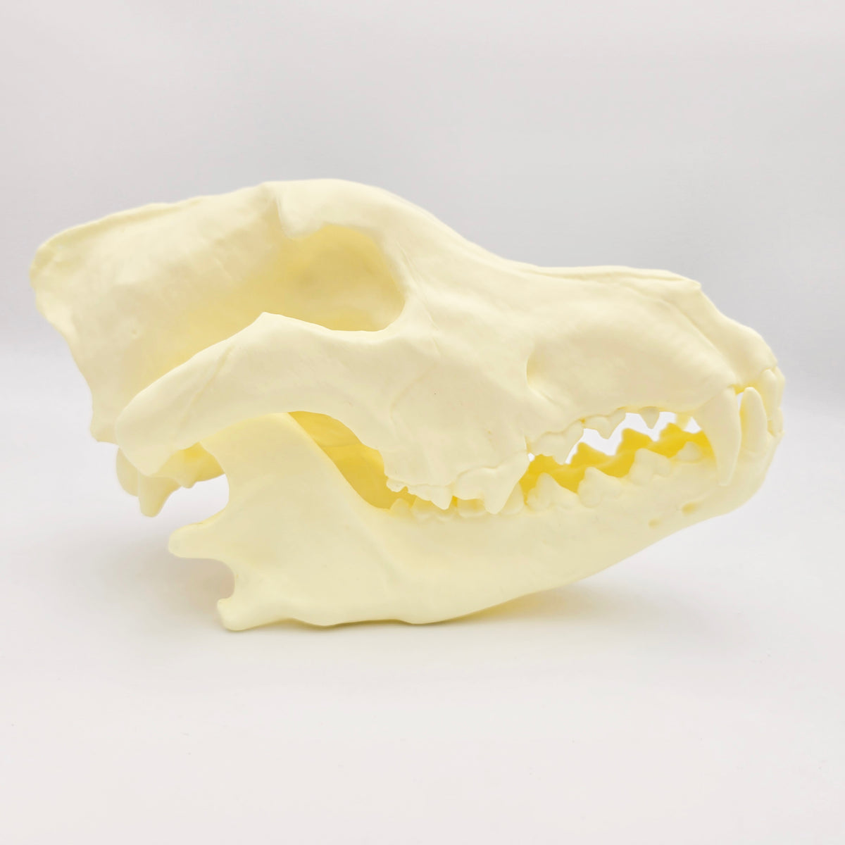 Siberian Grey Wolf Skull Life Sized Replica