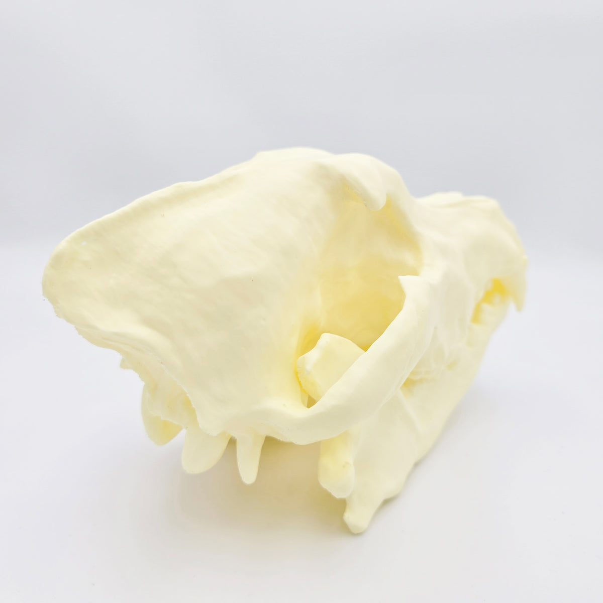 Siberian Grey Wolf Skull Life Sized Replica
