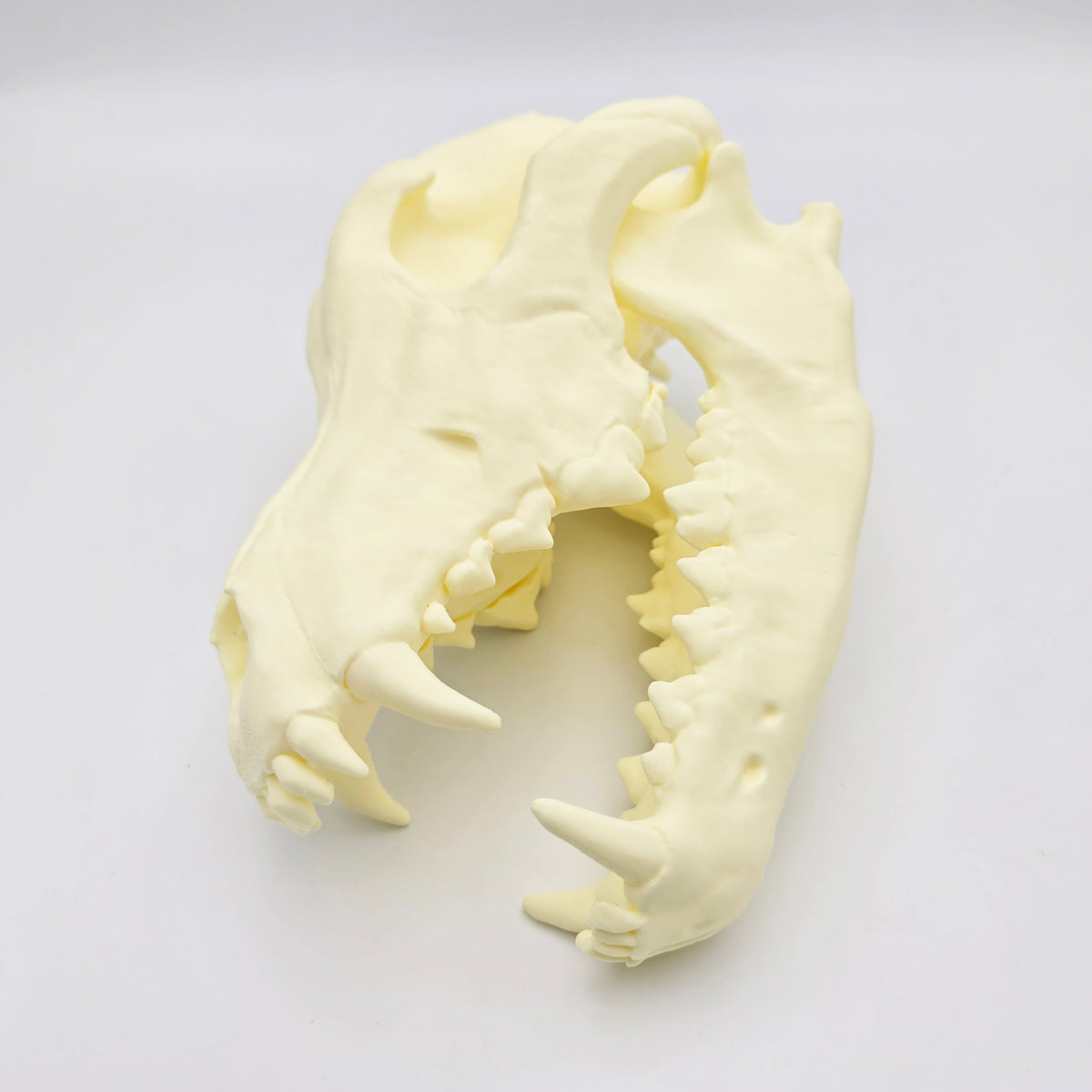 Siberian Grey Wolf Skull Life Sized Replica