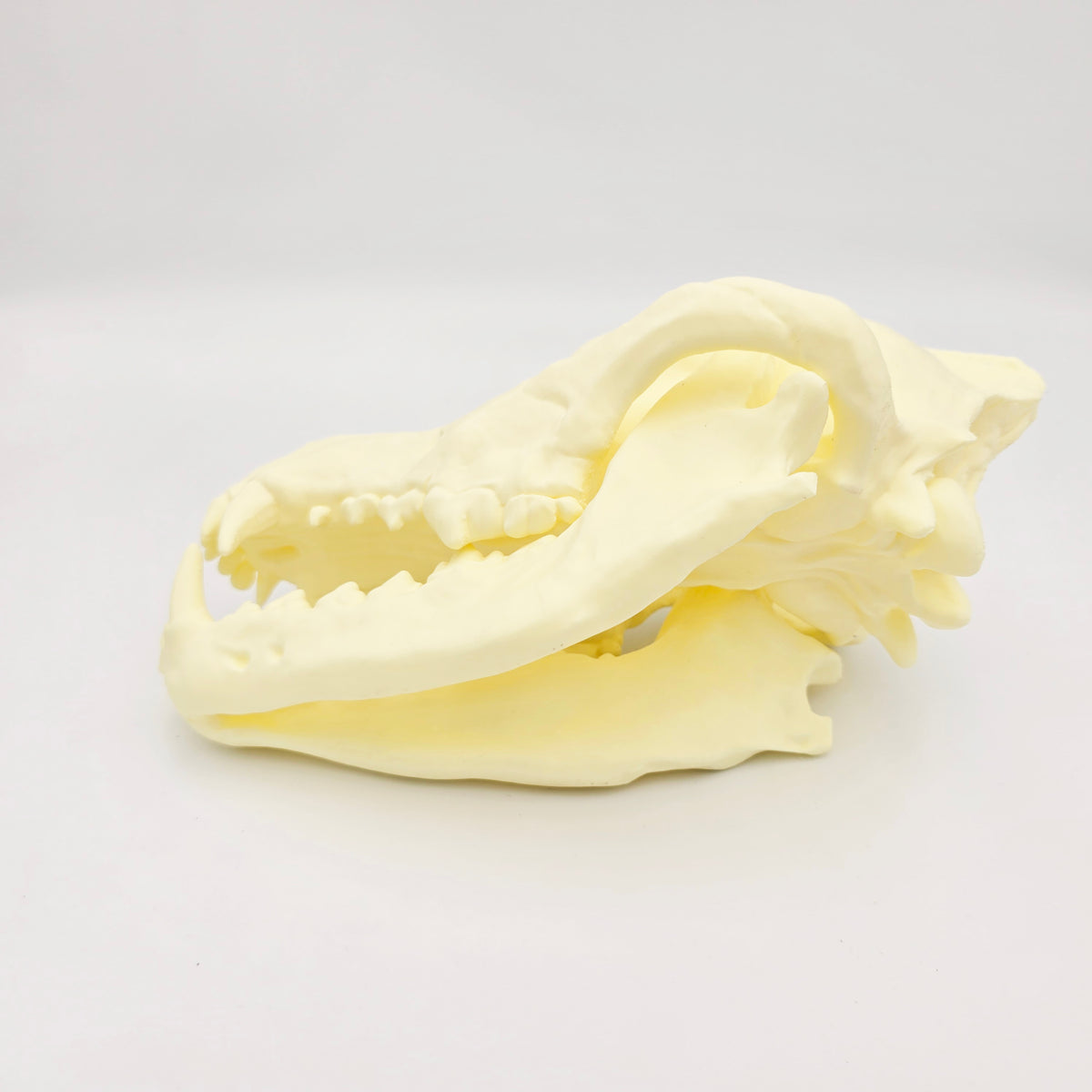 Siberian Grey Wolf Skull Life Sized Replica