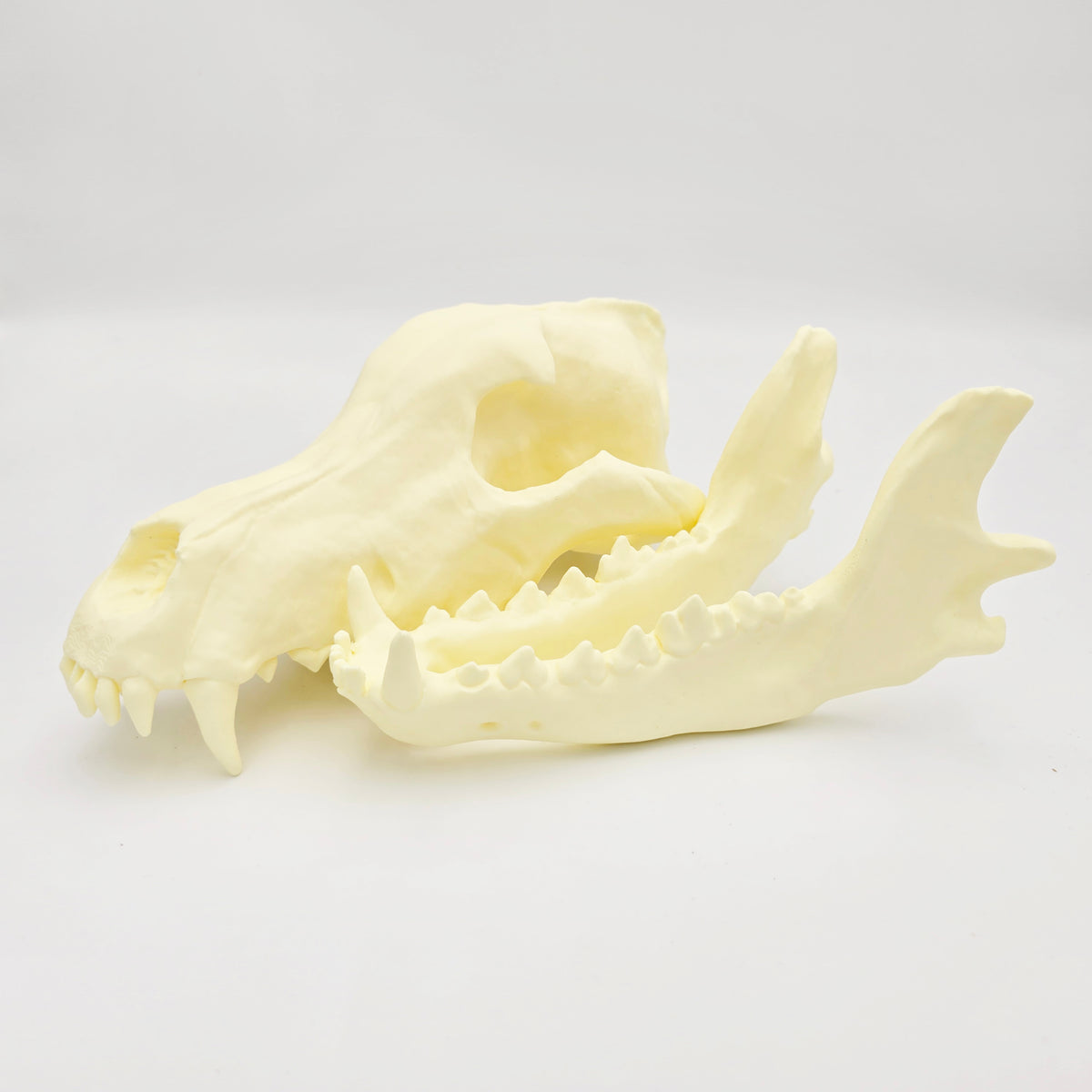 Siberian Grey Wolf Skull Life Sized Replica