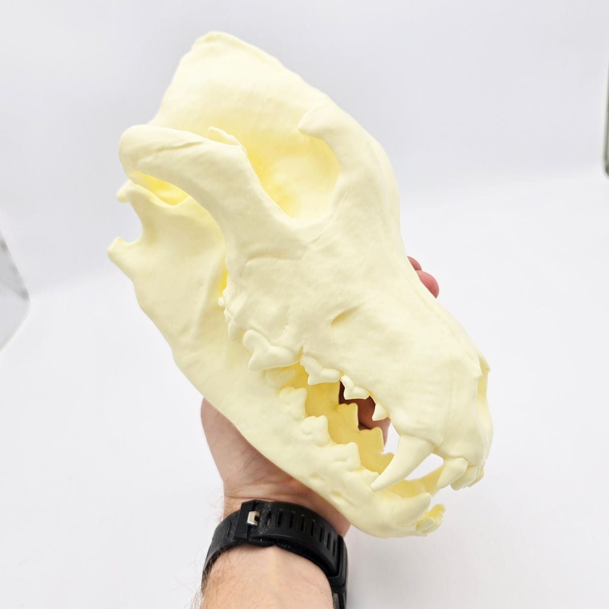 Siberian Grey Wolf Skull Life Sized Replica