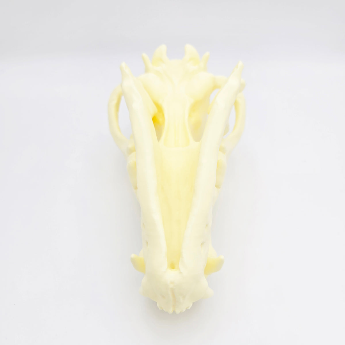 Siberian Grey Wolf Skull Life Sized Replica